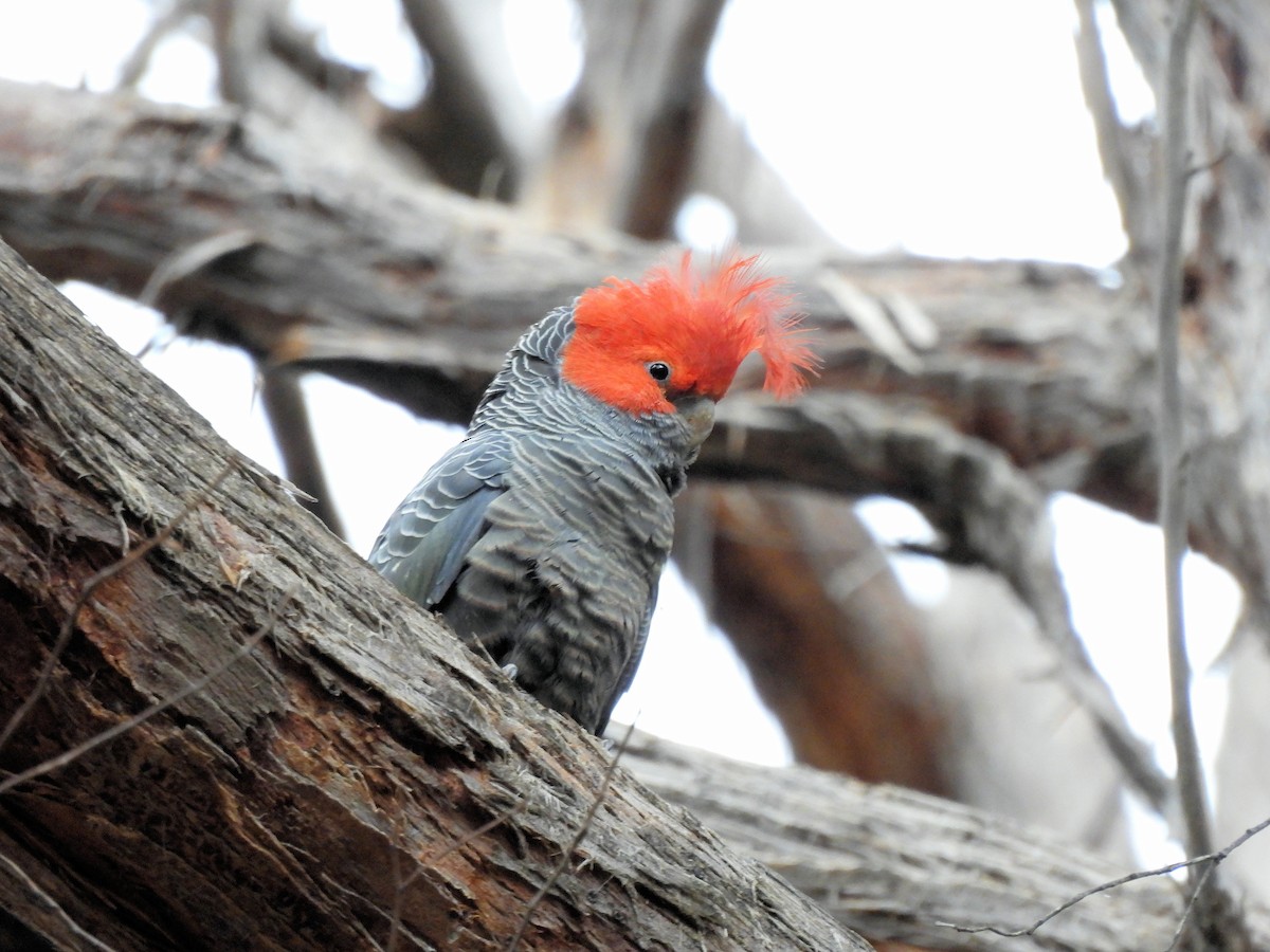 Gang-gang Cockatoo - ML638283879