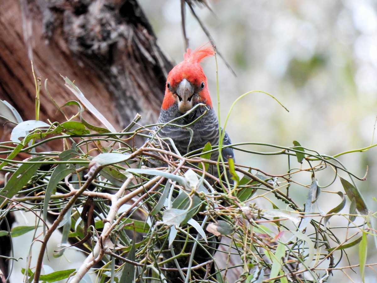 Gang-gang Cockatoo - ML638283880
