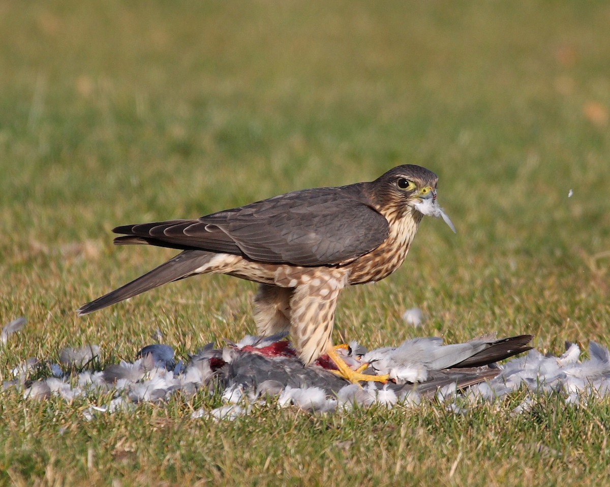 Merlin - ML638283881