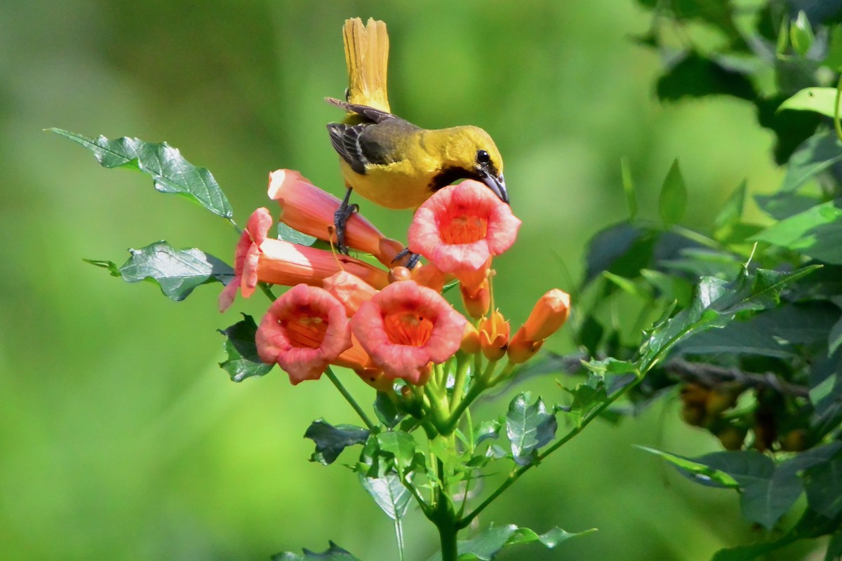 Orchard Oriole - ML638283885
