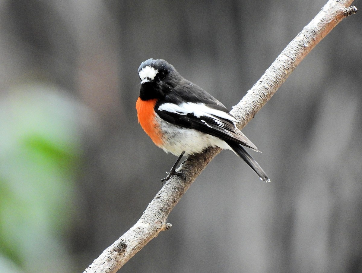 Scarlet Robin - ML638283887