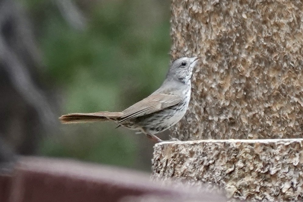 Fox Sparrow (Thick-billed) - ML638283897