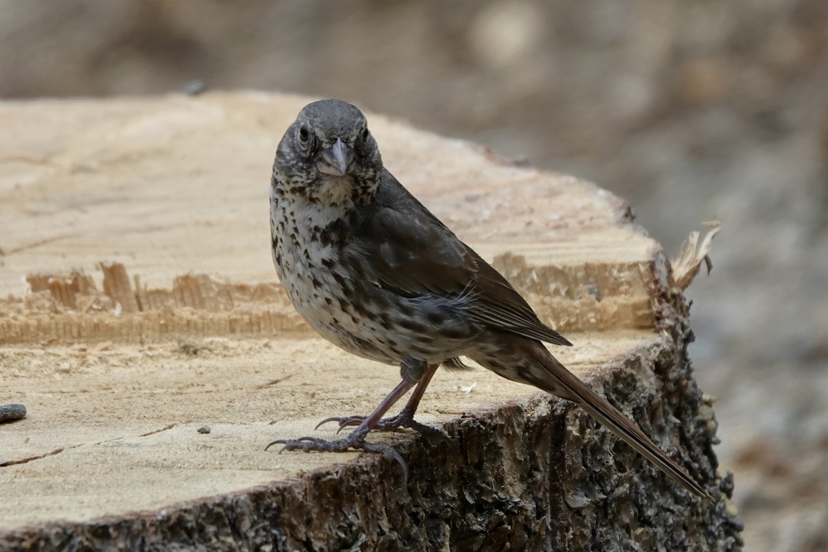 Fox Sparrow (Thick-billed) - ML638283898