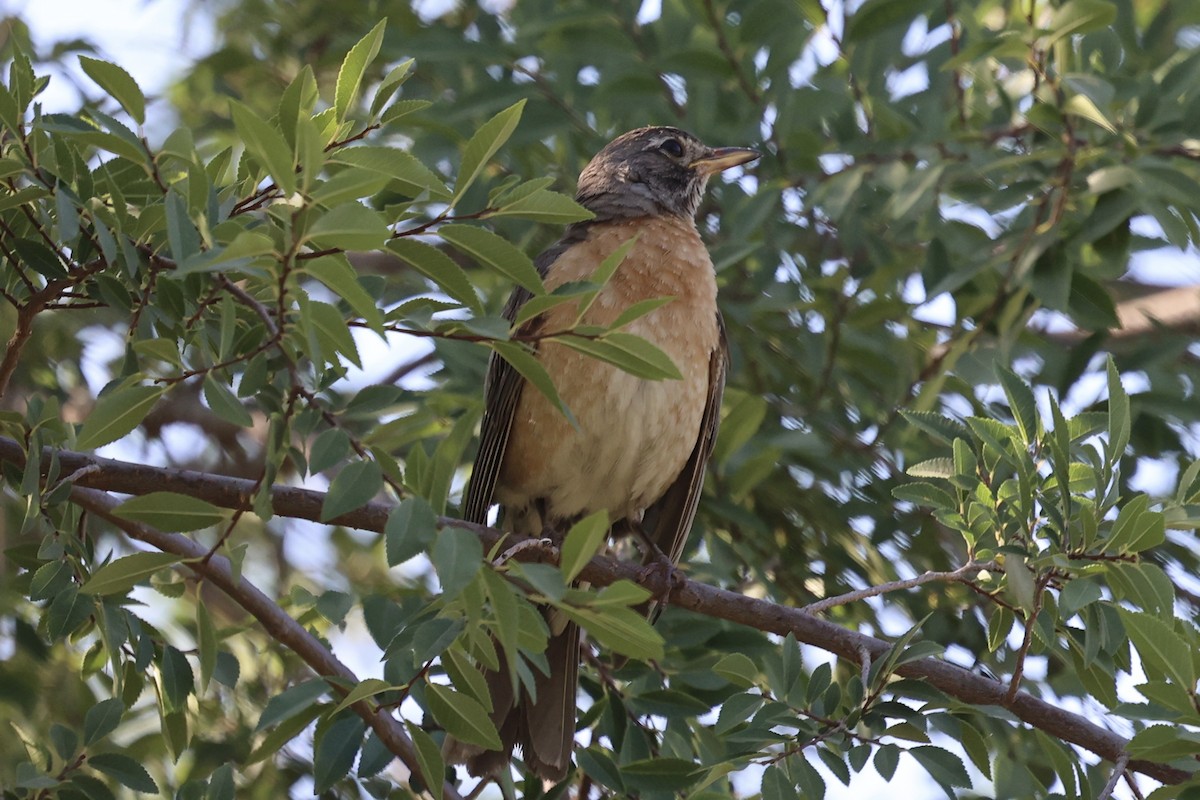 קיכלי נודד - ML638283900
