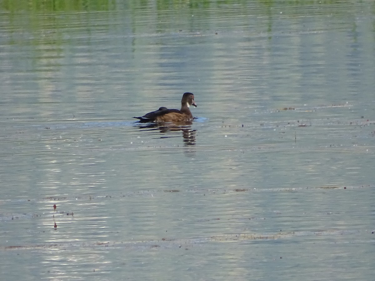 Canard branchu - ML638283911