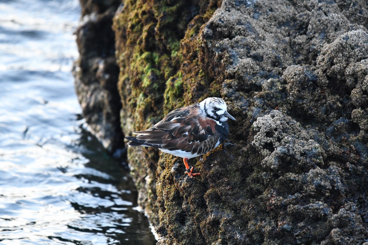 Ruddy Turnstone - ML638283912