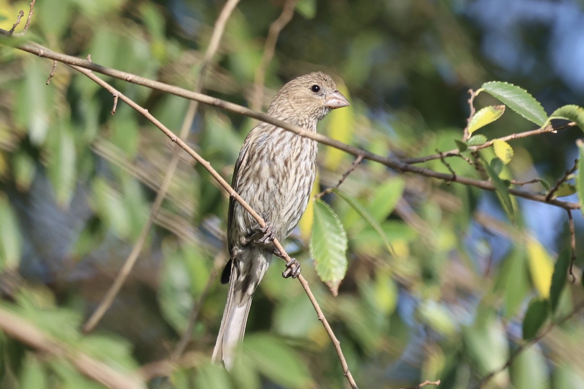 House Finch - ML638283919