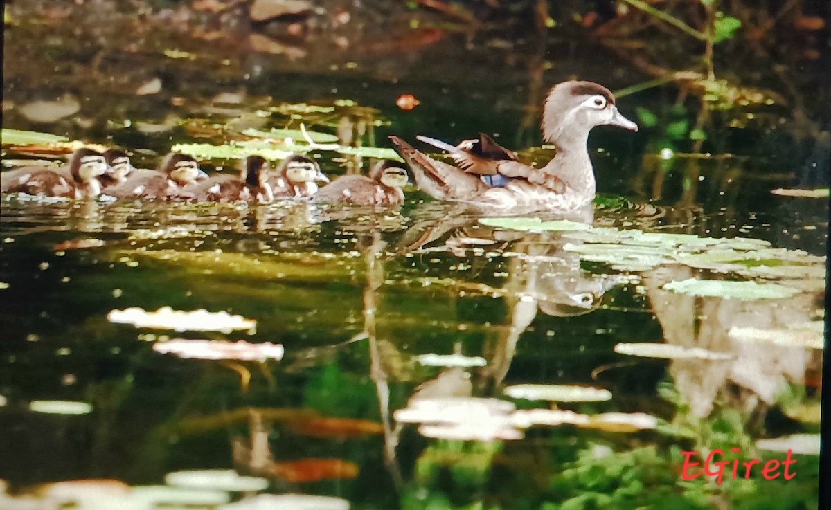 Canard branchu - ML638283926