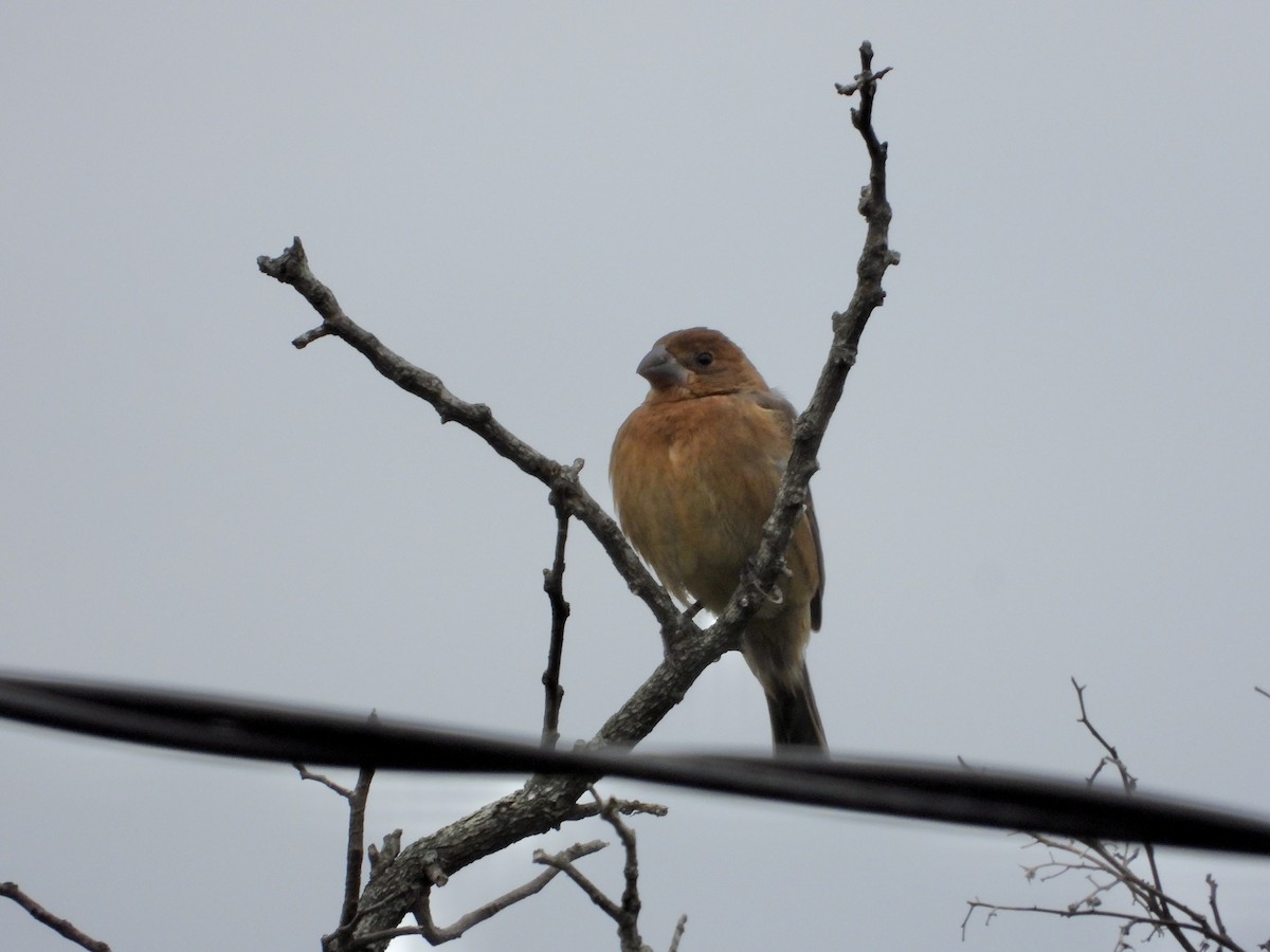 Blue Grosbeak - ML638283927