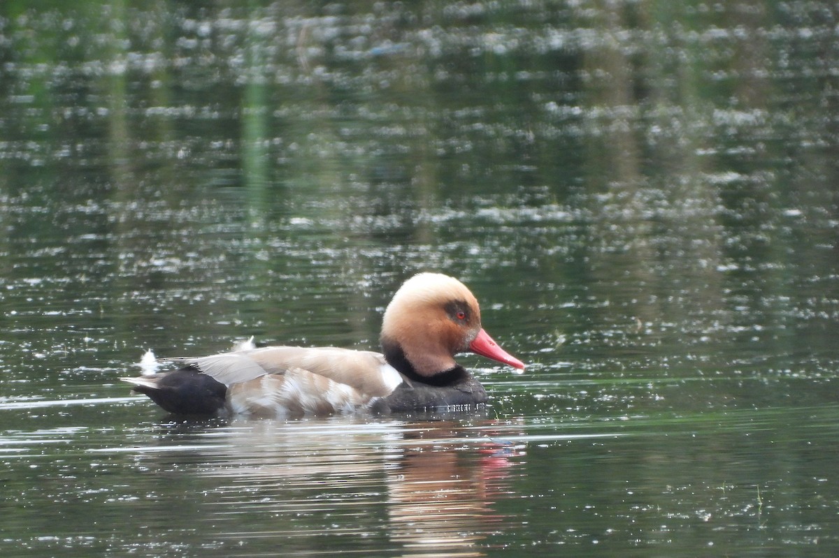 Red-crested Pochard - ML638283928