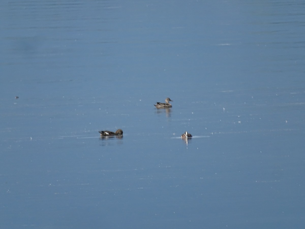 Gadwall - ML638283930