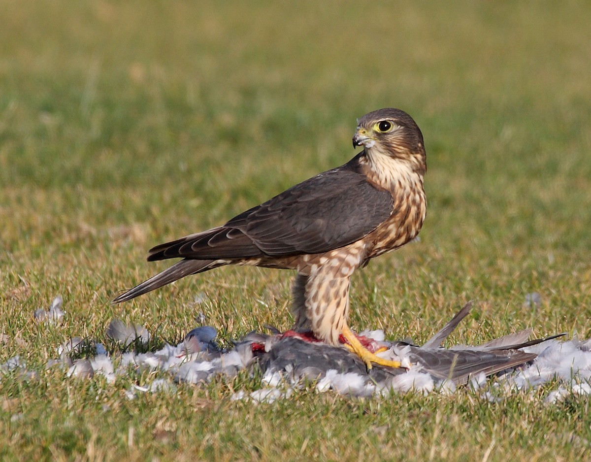 Merlin - ML638283957