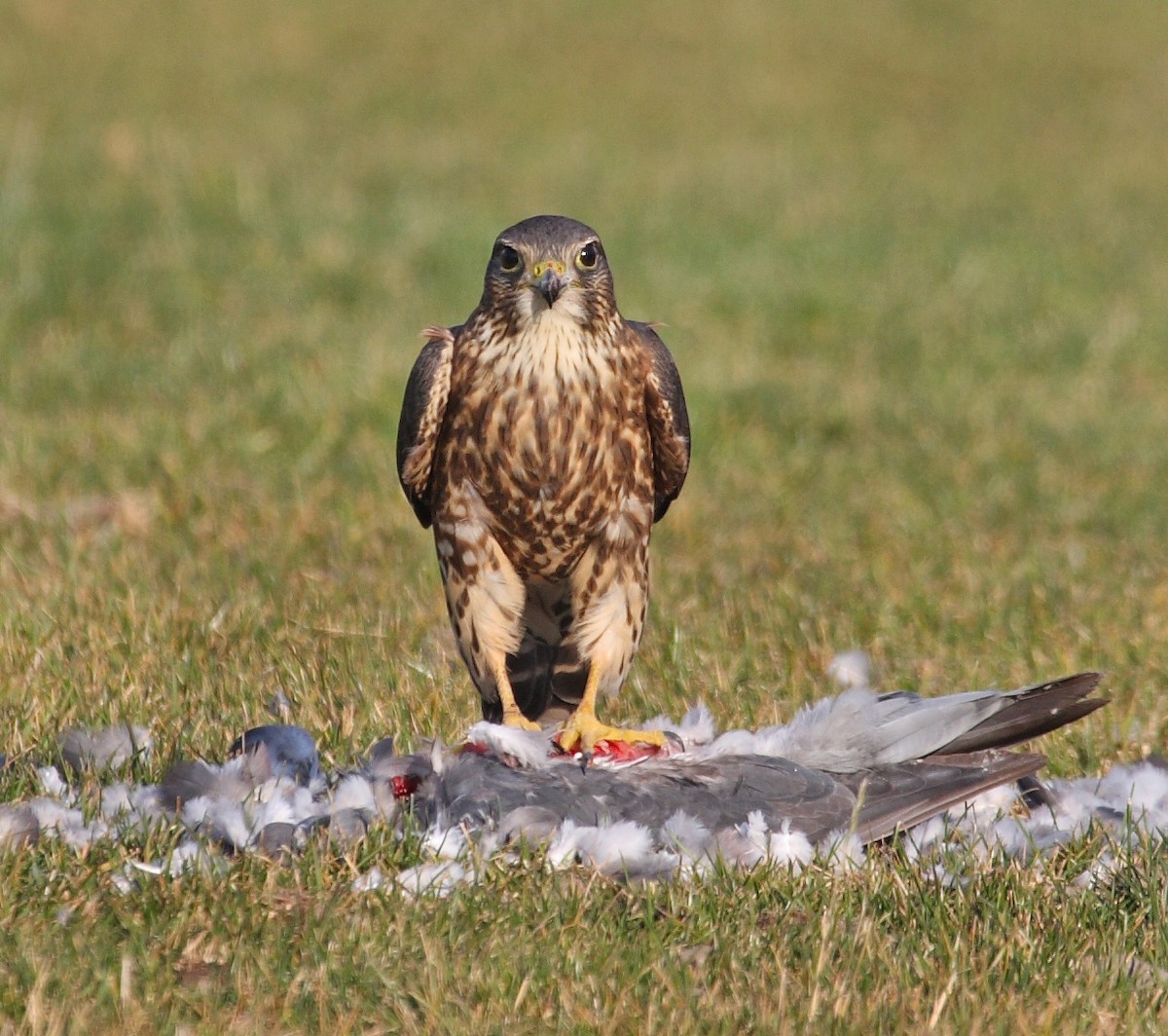 Merlin - ML638283960
