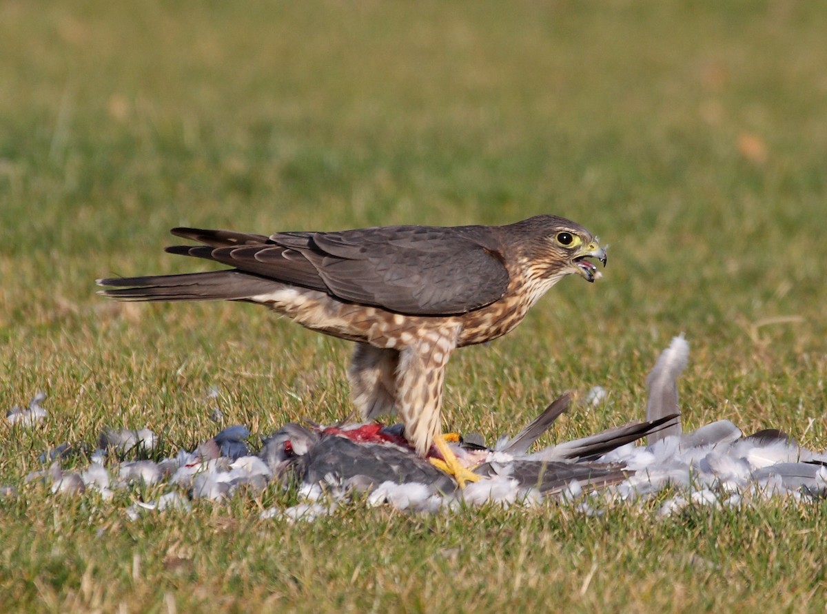 Merlin - ML638283961