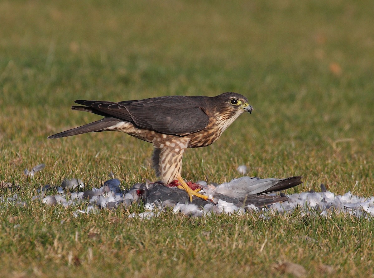 Merlin - ML638283962