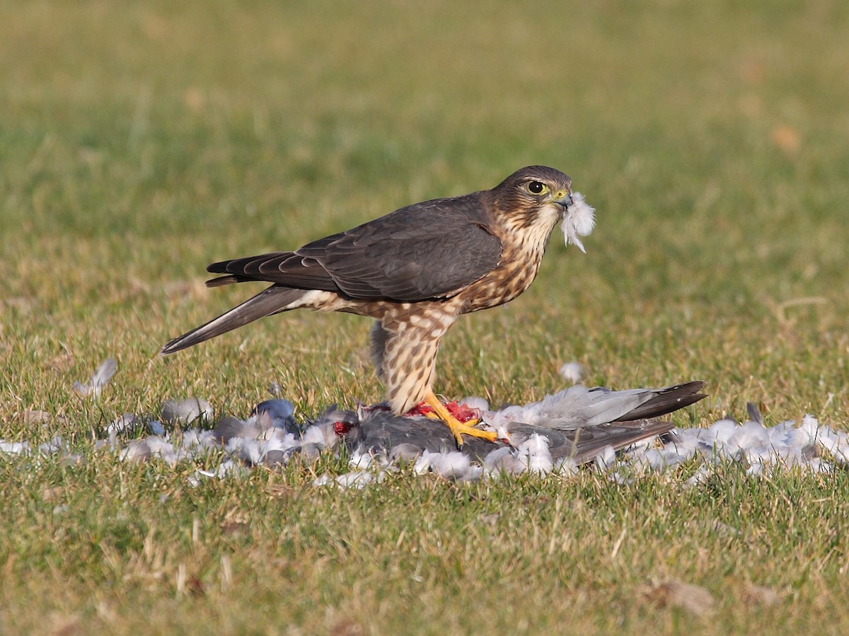 Merlin - ML638283963