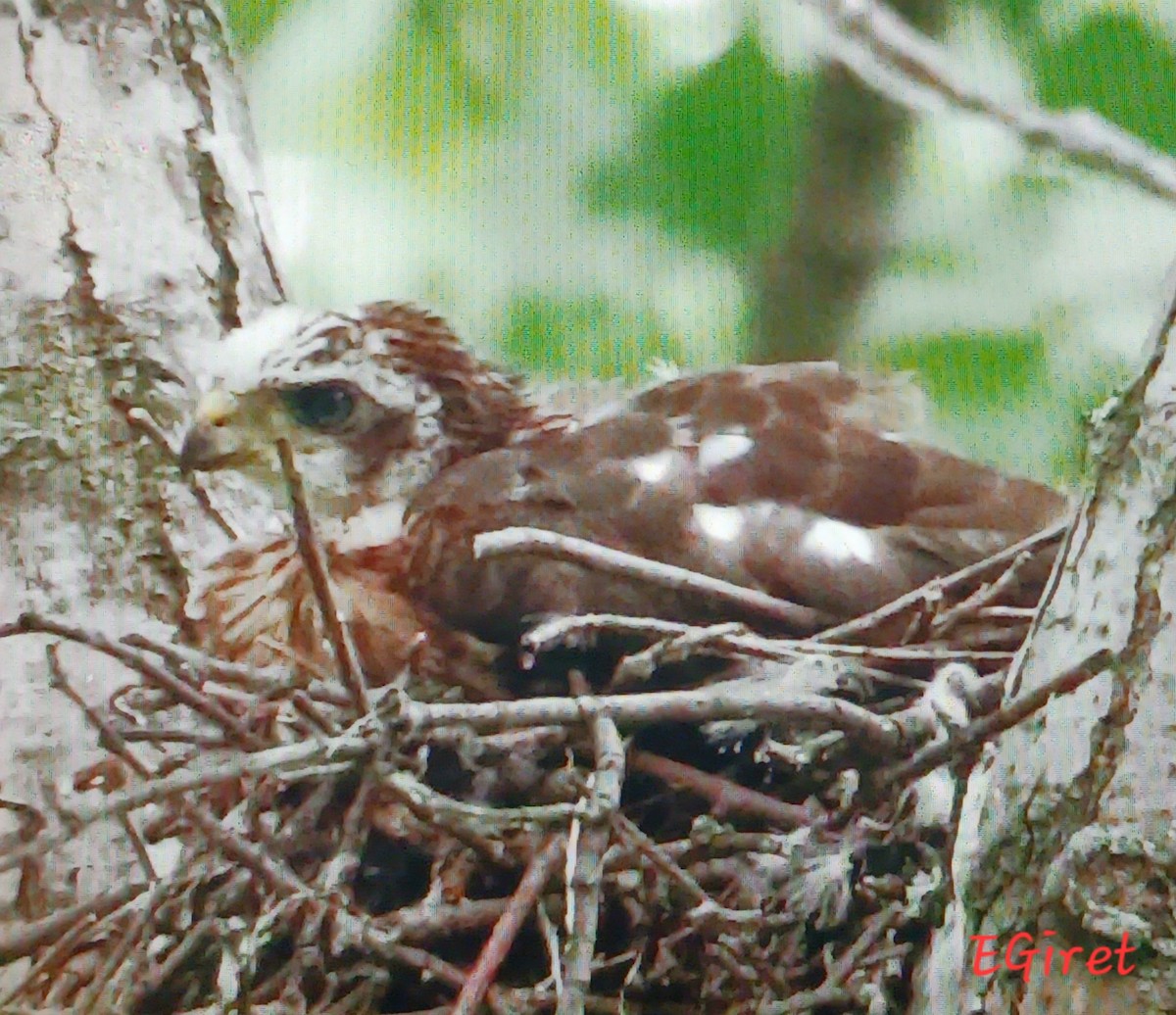 Cooper's Hawk - ML638283988