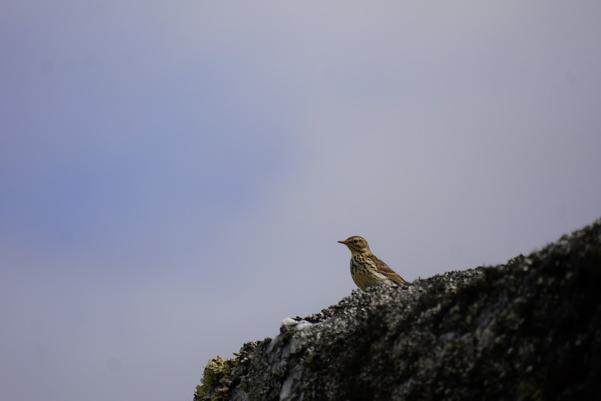 Meadow Pipit - ML638283990