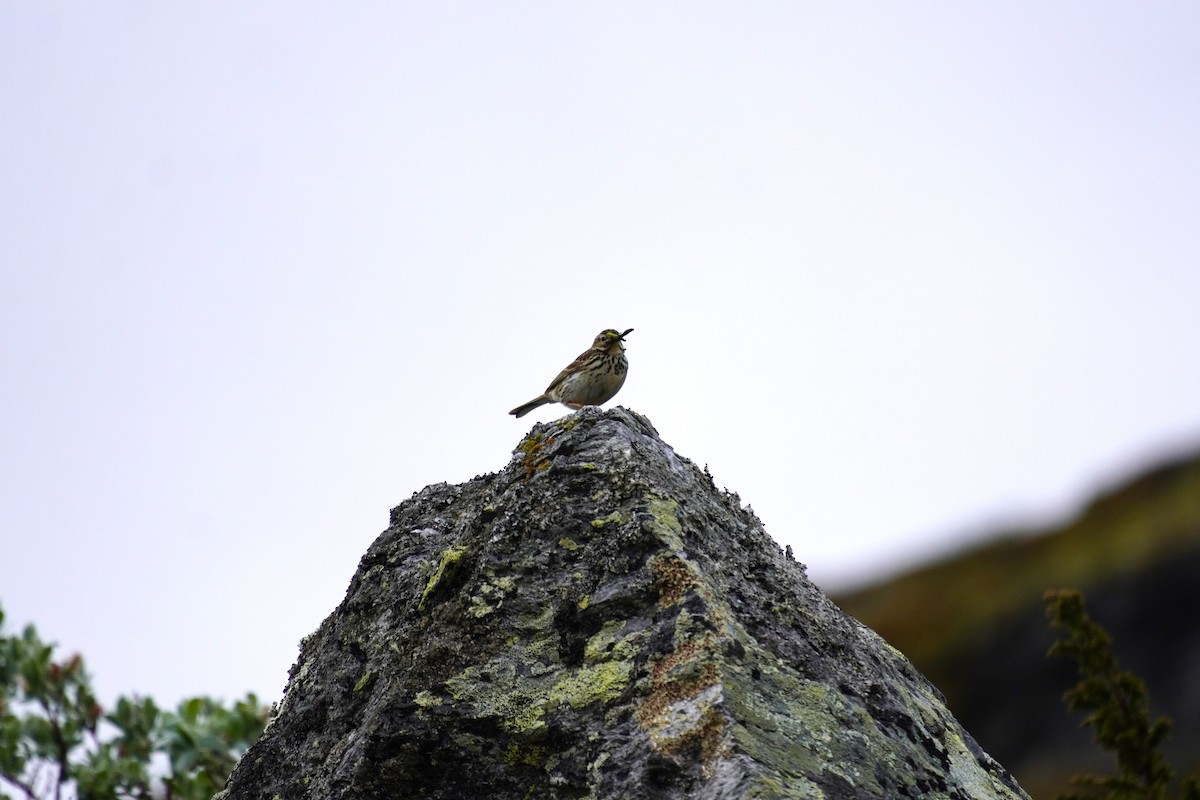 Meadow Pipit - ML638283991