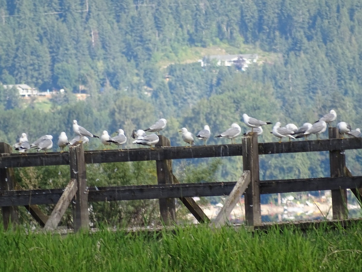 Goéland à bec cerclé - ML638283992