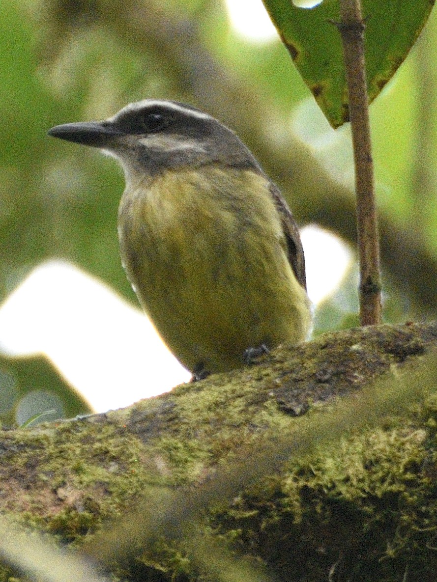 Golden-bellied Flycatcher - ML638283994
