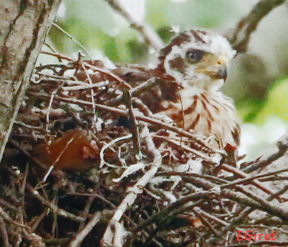 Cooper's Hawk - ML638283998