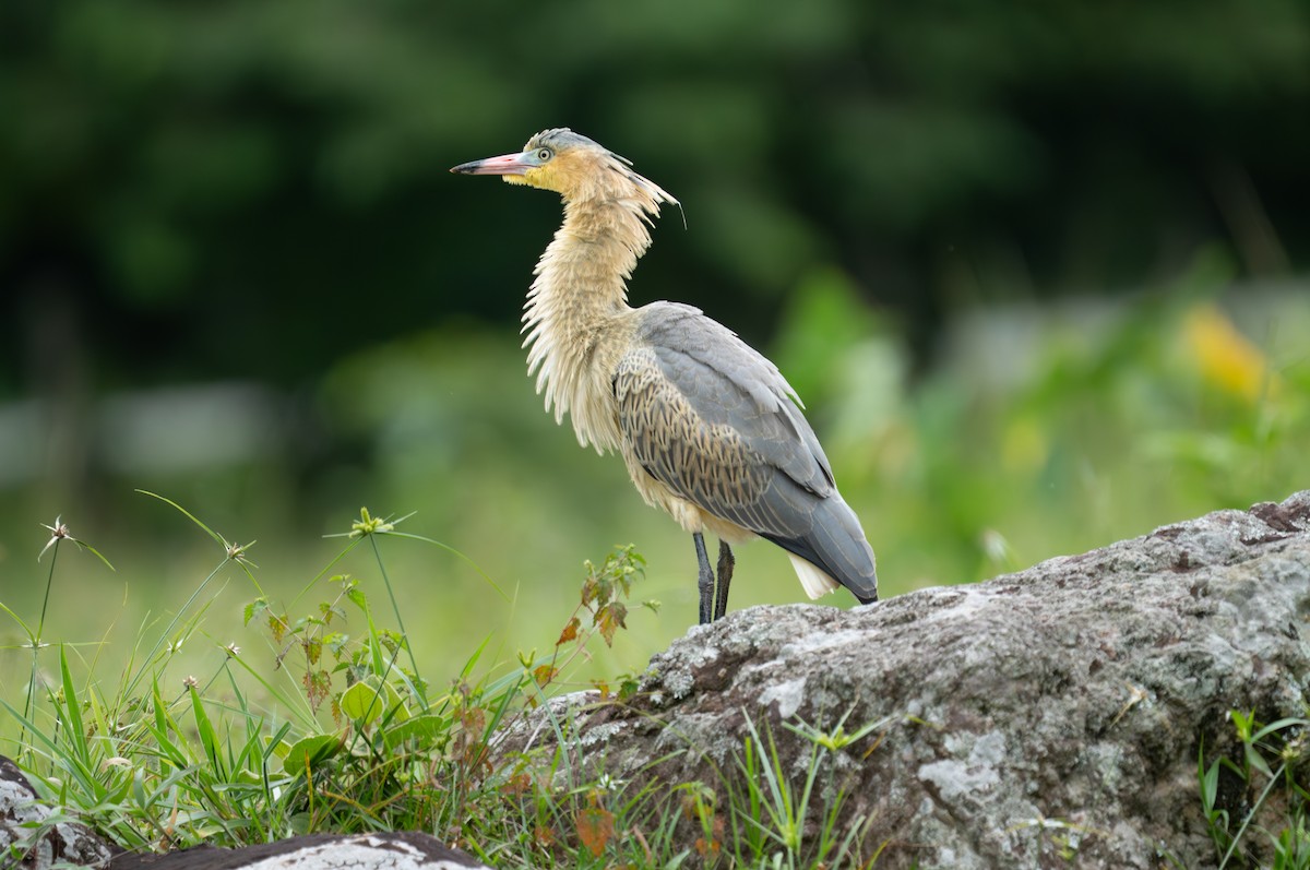 Whistling Heron - ML638284003
