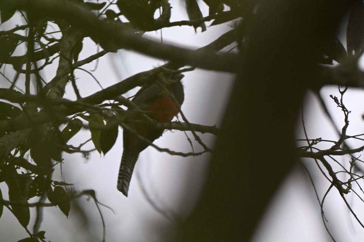 Blue-crowned Trogon - ML638284005