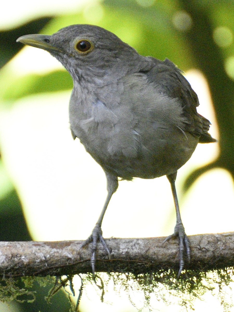 Ecuadorian Thrush - ML638284012