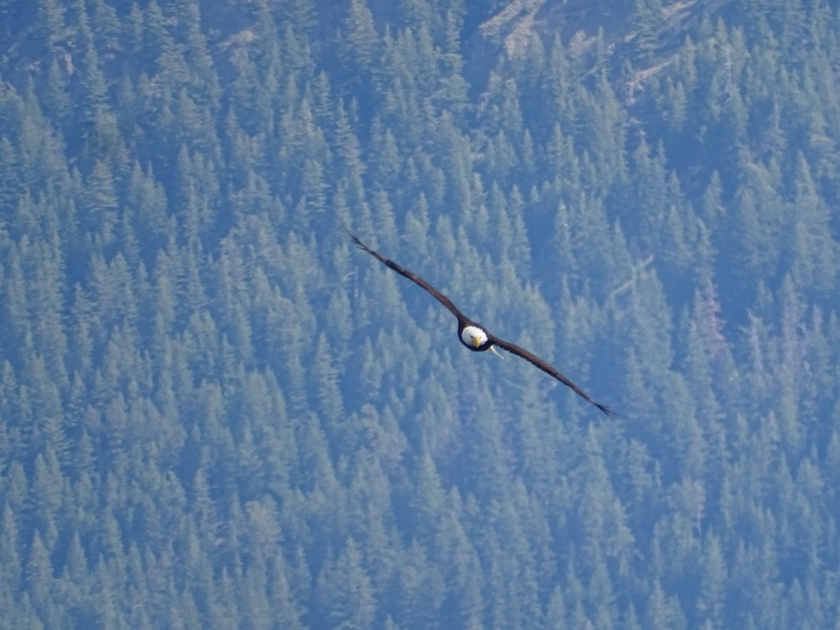 Weißkopf-Seeadler - ML638284017