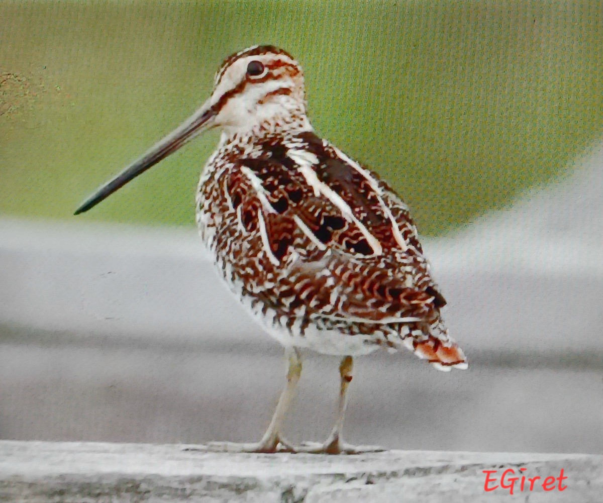 Wilson's Snipe - ML638284031