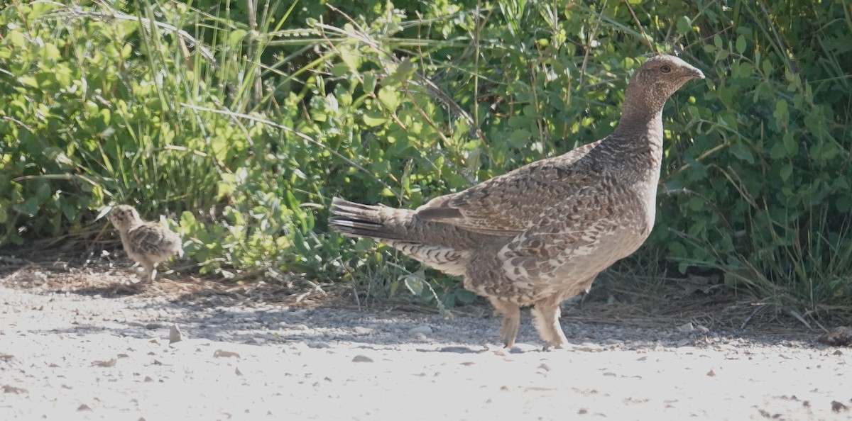 Dusky Grouse - ML638284034