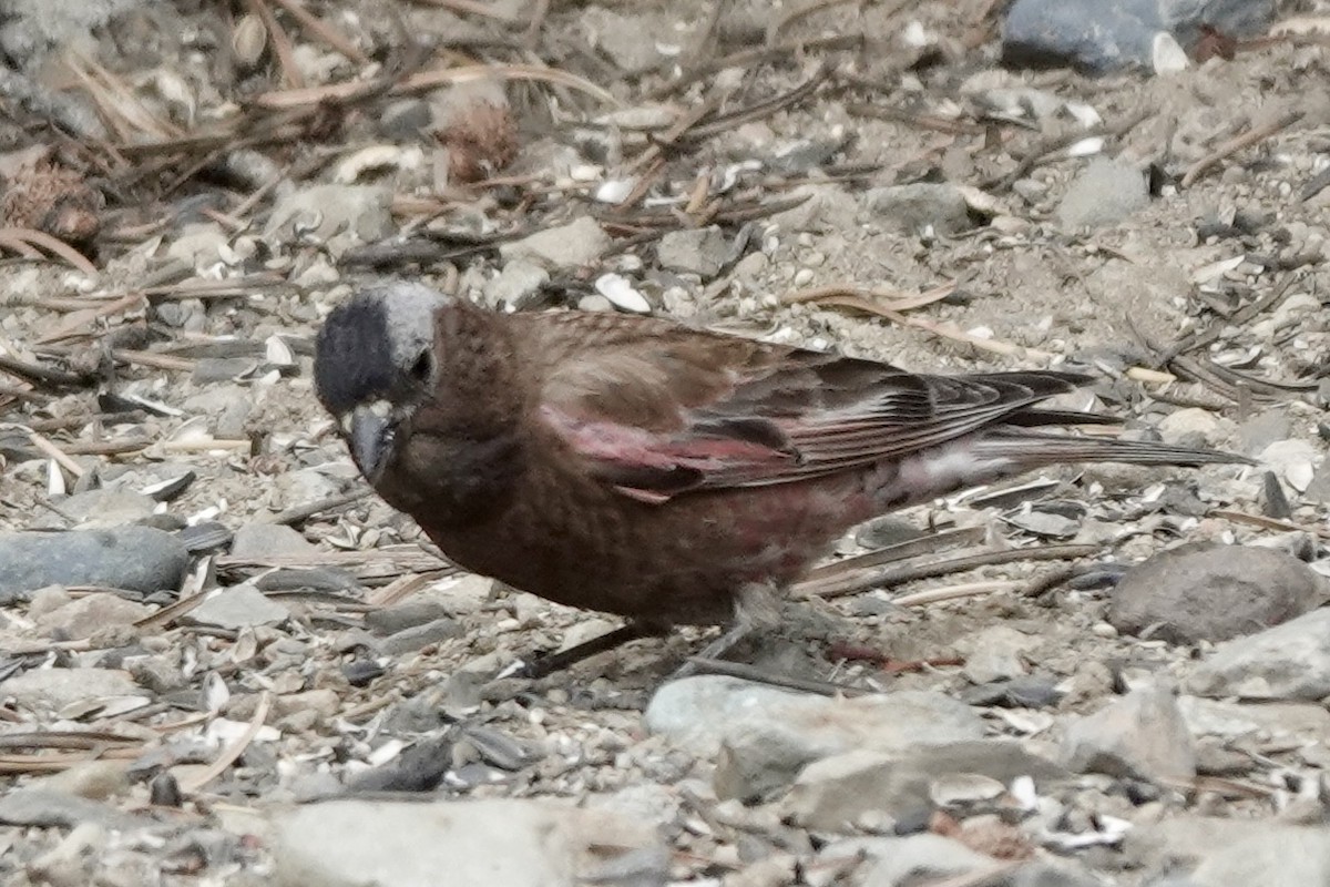 Gray-crowned Rosy-Finch - ML638284038