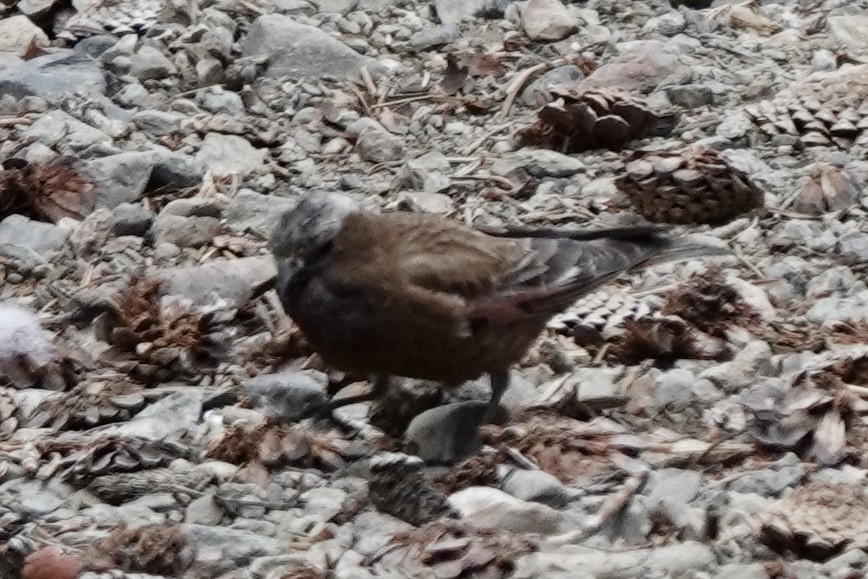 Gray-crowned Rosy-Finch - ML638284039