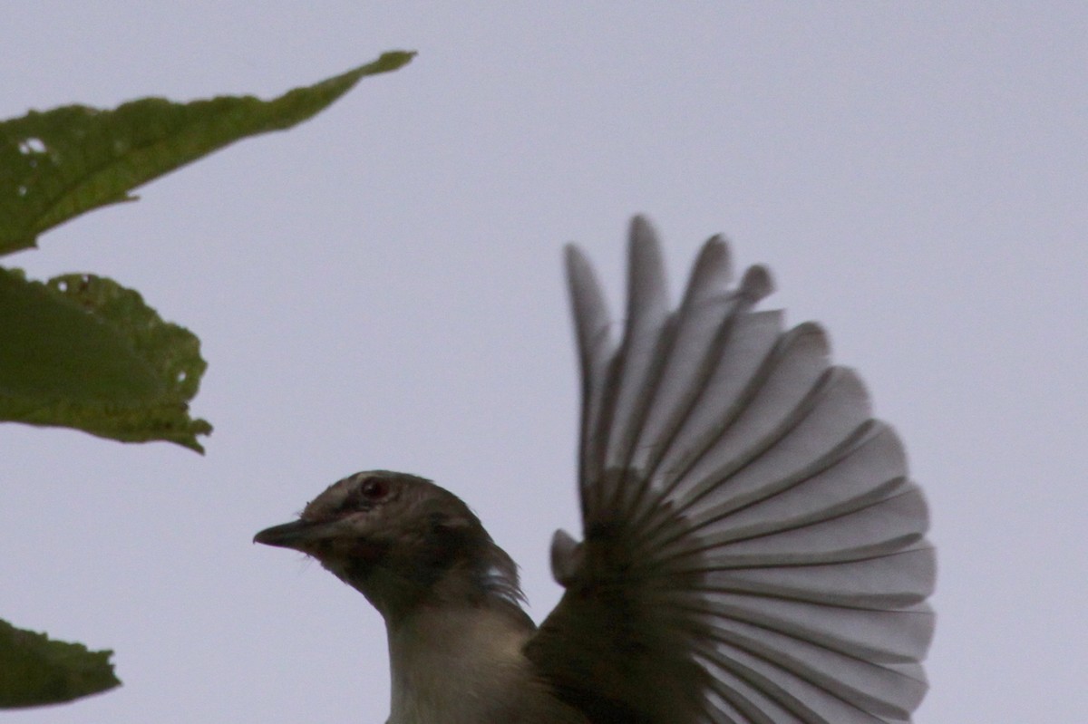Red-eyed Vireo - ML638284049