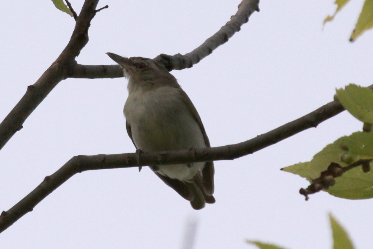Red-eyed Vireo - ML638284051