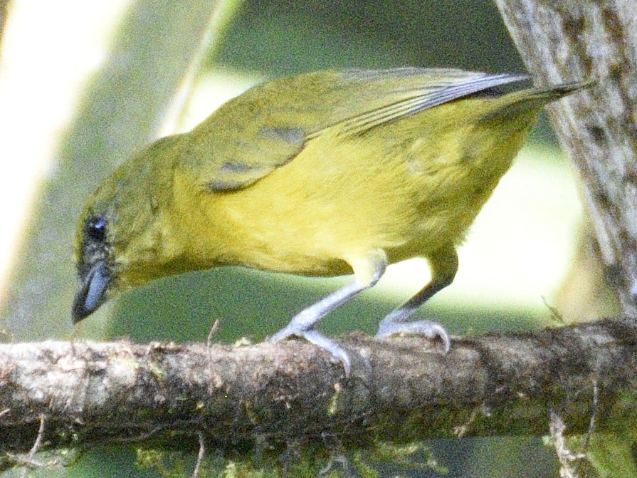 Thick-billed Euphonia - ML638284052