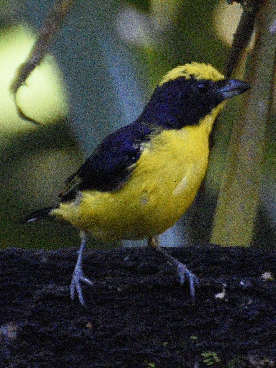 Thick-billed Euphonia - ML638284053