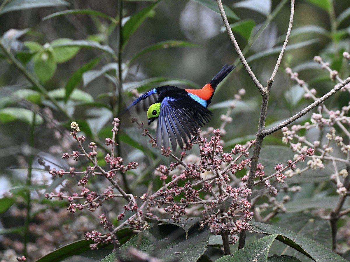 Paradise Tanager - ML638284057
