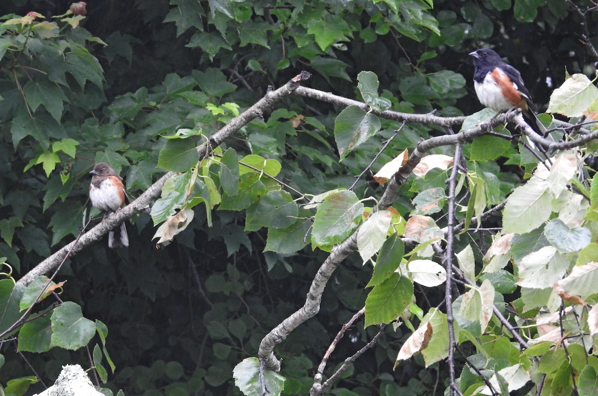 Eastern Towhee - ML638284059