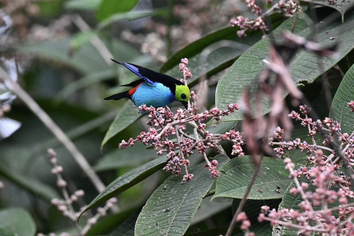 Paradise Tanager - ML638284065