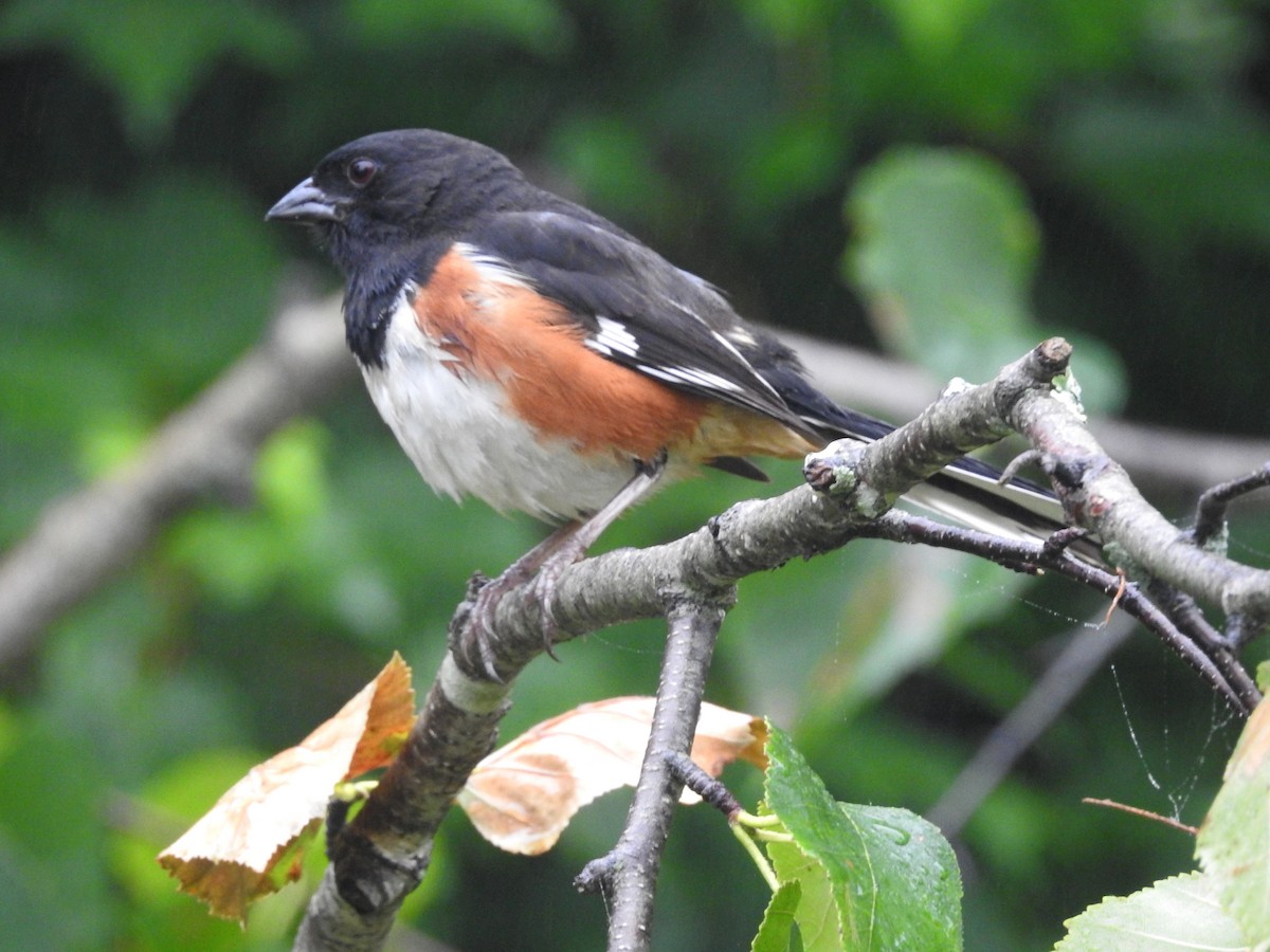 Eastern Towhee - ML638284069