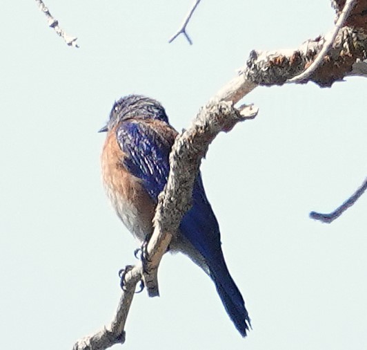 Western Bluebird - ML638284072