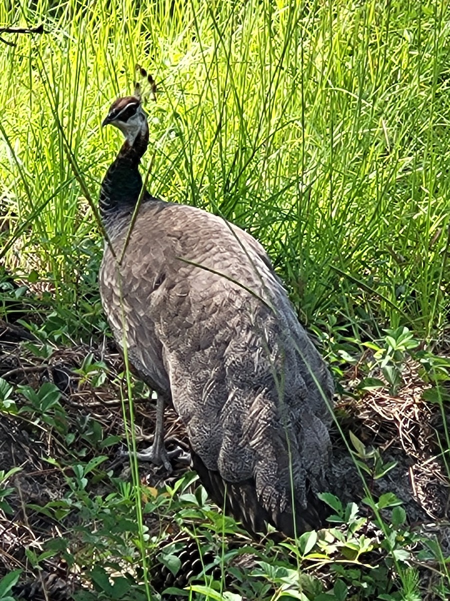 Indian Peafowl (Domestic type) - ML638284074