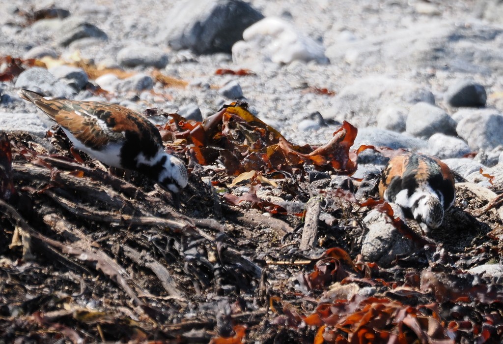 Ruddy Turnstone - ML638284081