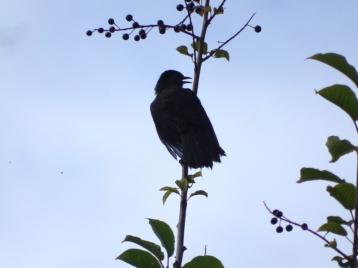 Gray Catbird - ML638284085