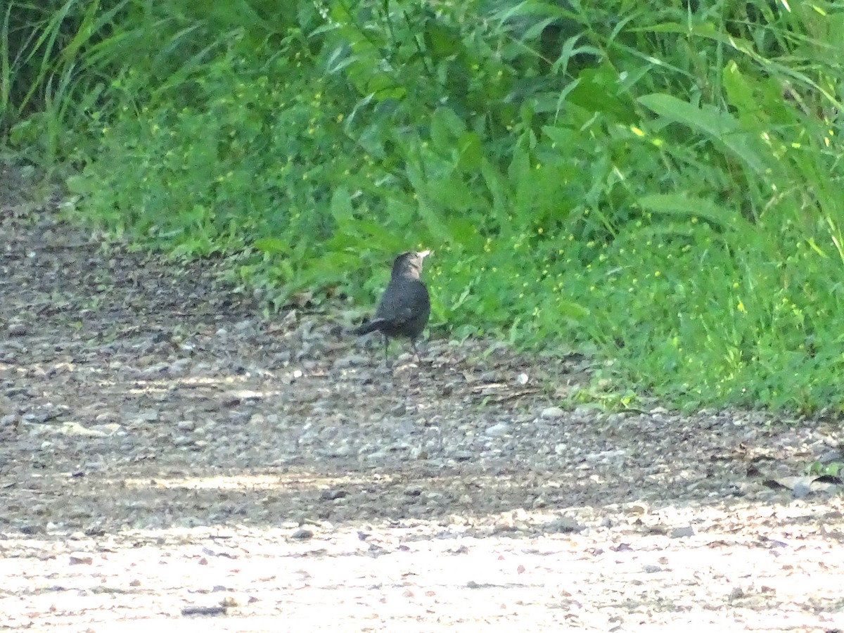 Gray Catbird - ML638284086