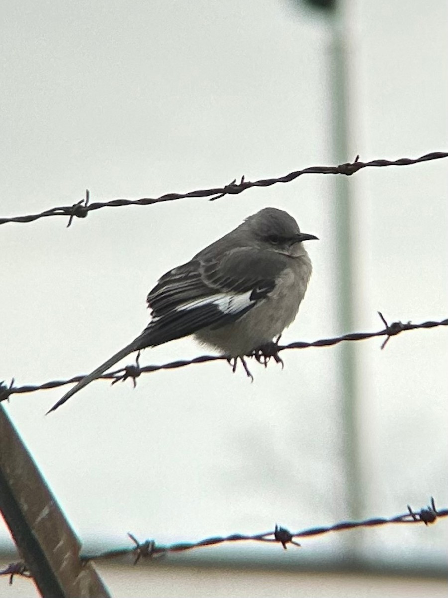 Northern Mockingbird - ML638284088