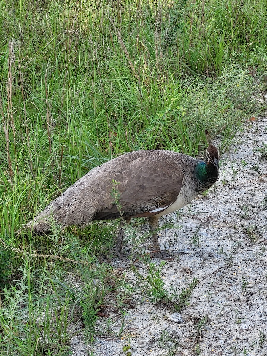 Indian Peafowl (Domestic type) - ML638284089