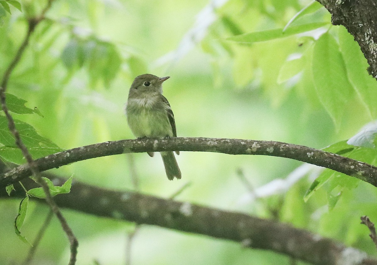 Acadian Flycatcher - ML638284090
